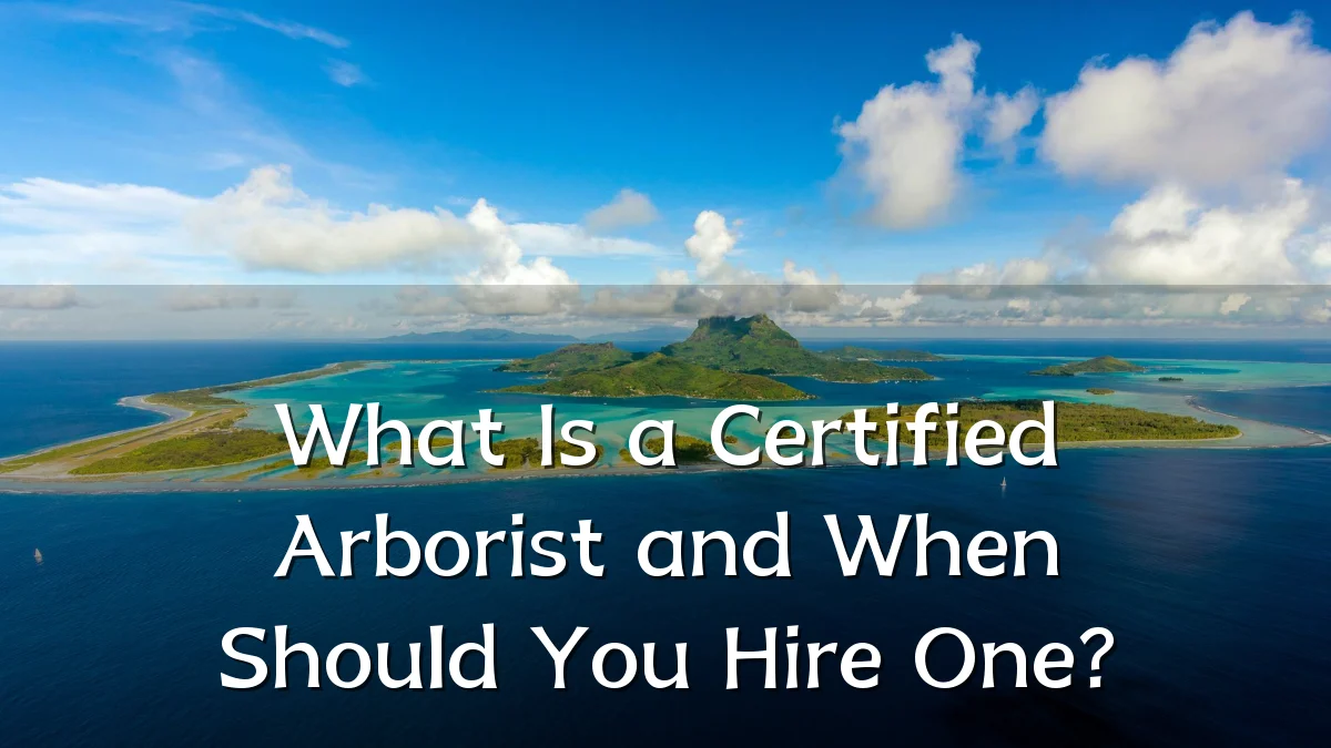 What Is a Certified Arborist and When Should You Hire One?
