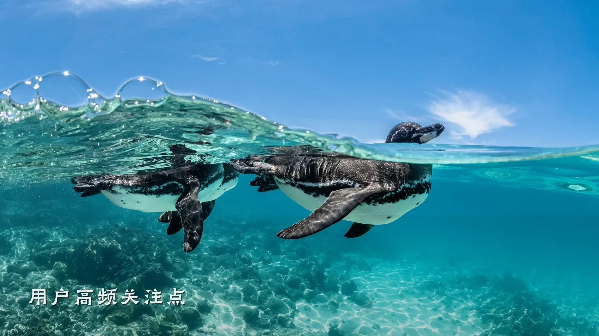 用户高频关注点