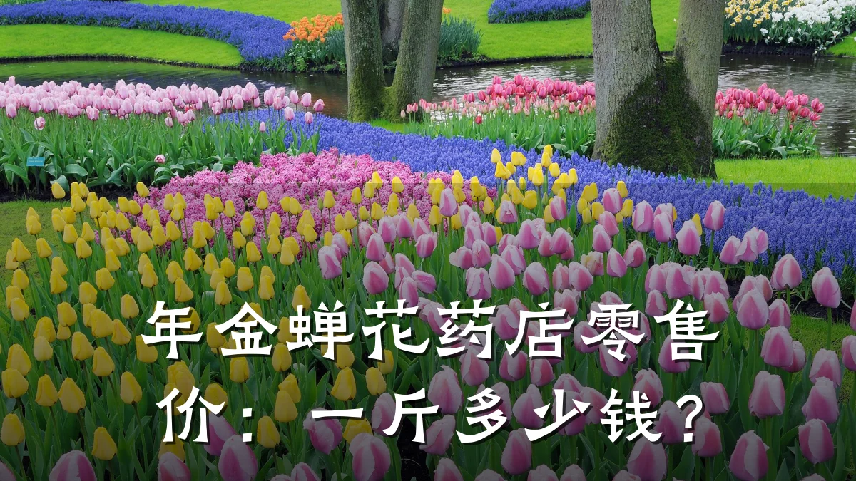 年金蝉花药店零售价：一斤多少钱？