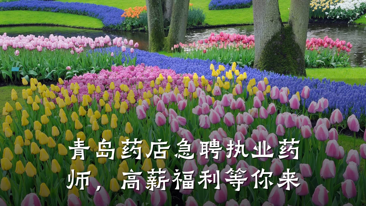 青岛药店急聘执业药师,高薪福利等你来