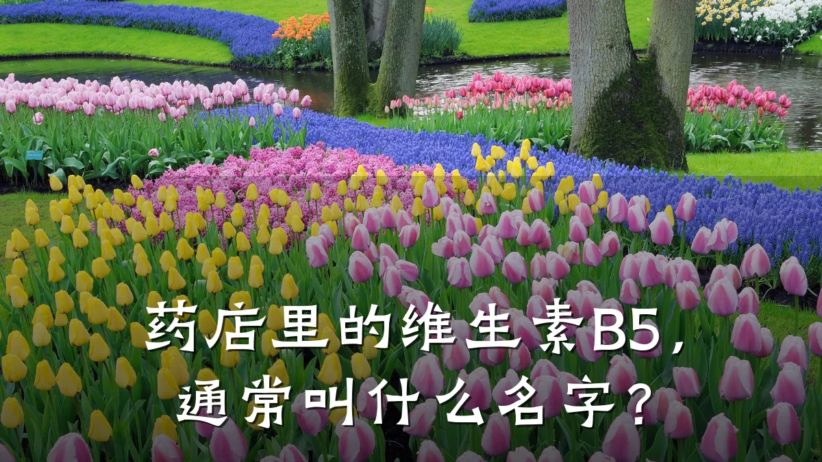 药店里的维生素B5，通常叫什么名字？