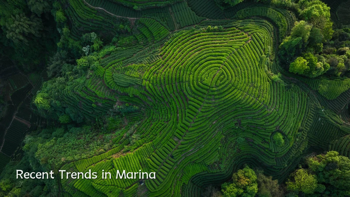 Recent Trends in Marina