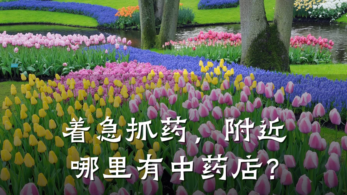 着急抓药,附近哪里有中药店?