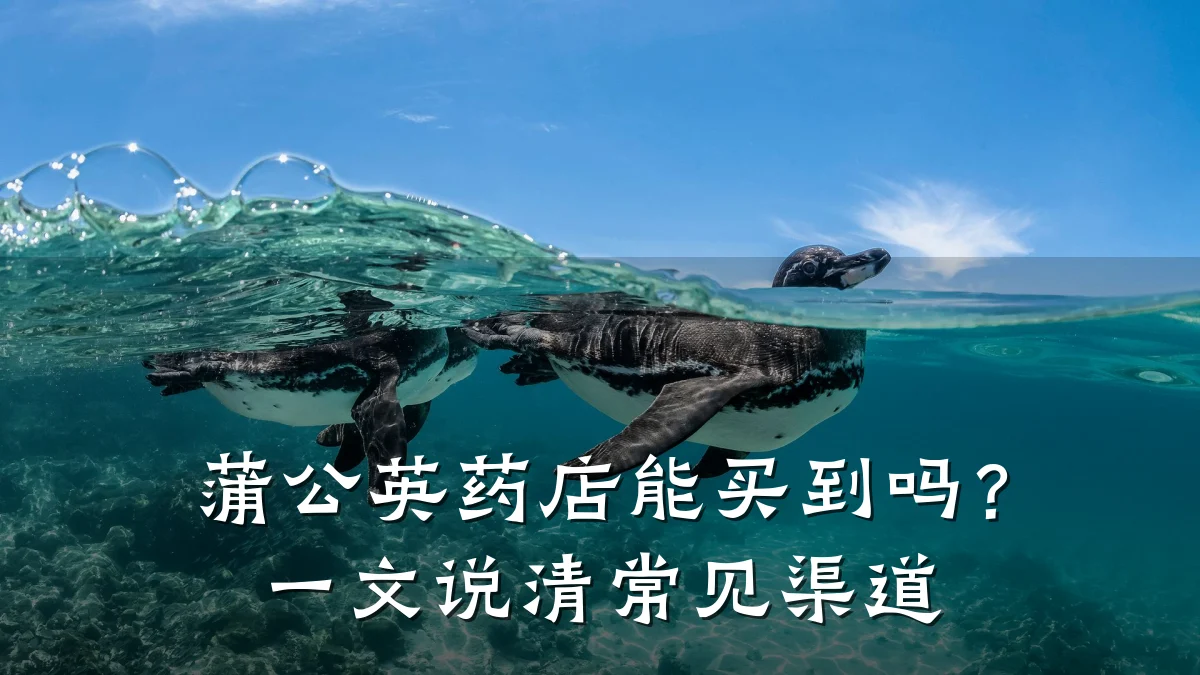 蒲公英药店能买到吗？一文说清常见渠道