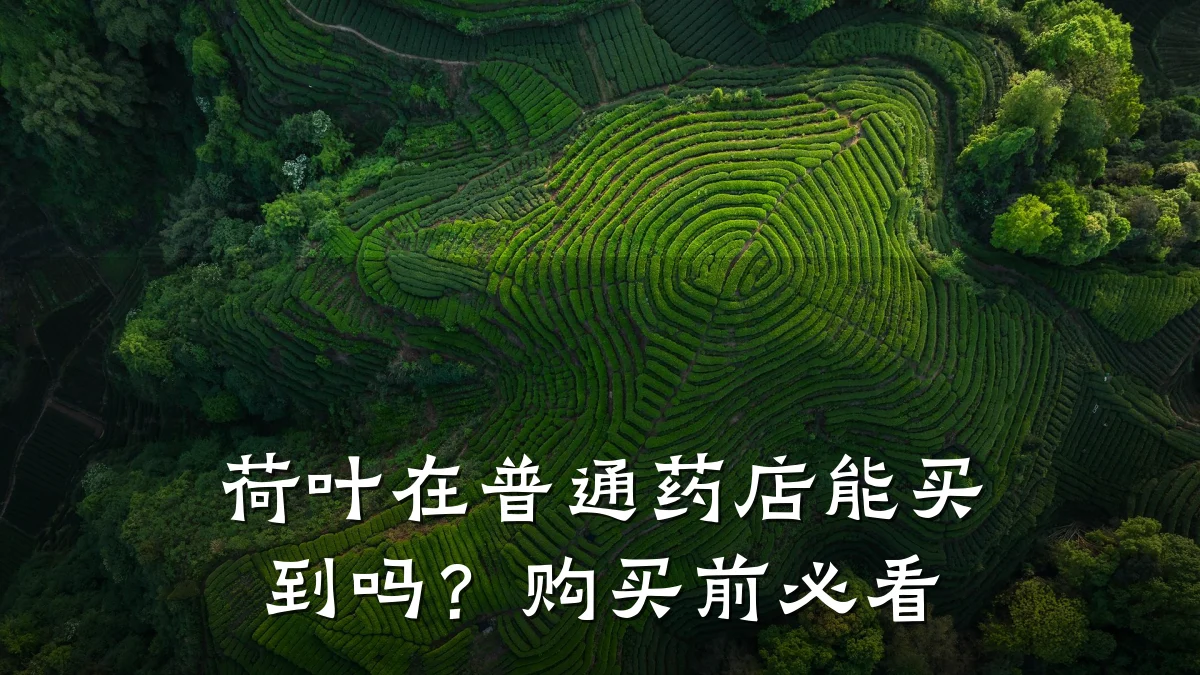 荷叶在普通药店能买到吗？购买前必看