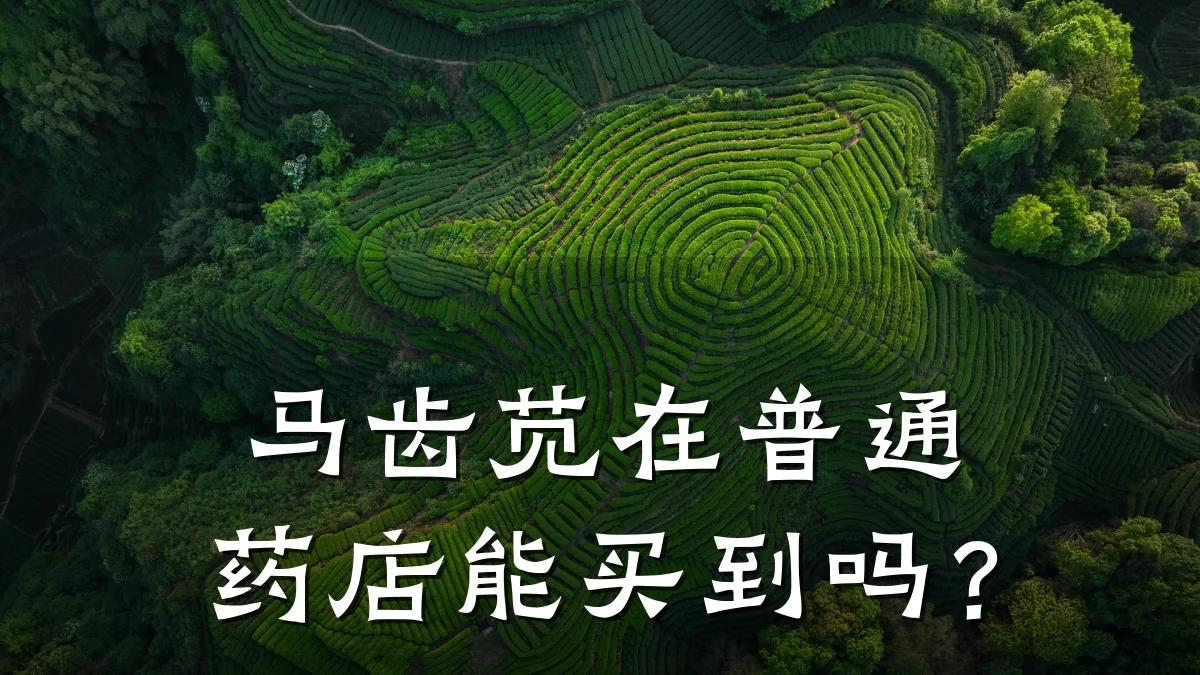 马齿苋在普通药店能买到吗?