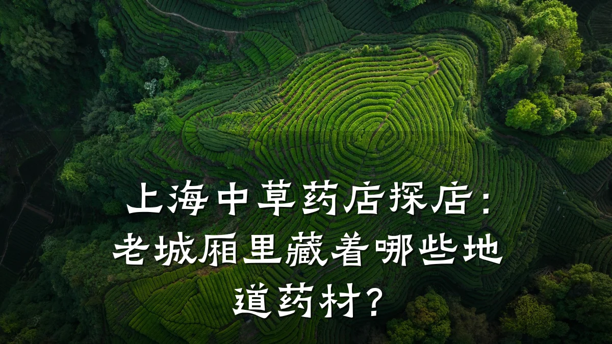 上海中草药店探店：老城厢里藏着哪些地道药材？