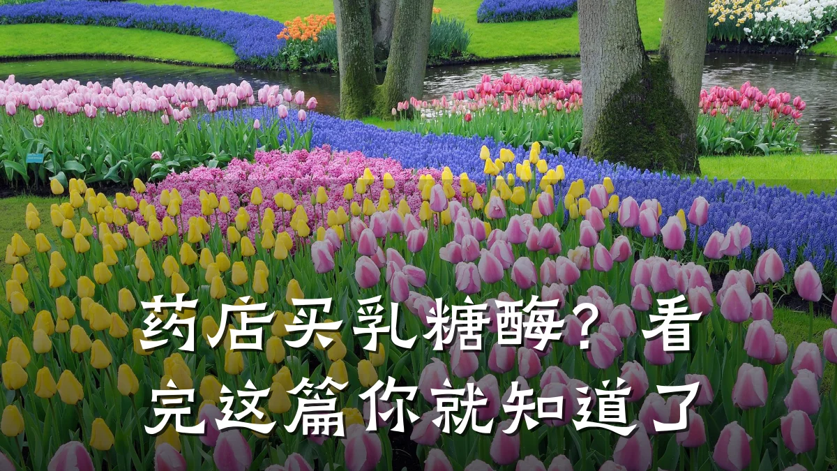 药店买乳糖酶?看完这篇你就知道了